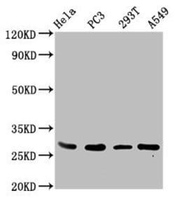 Invitrogen EFHD1 Polyclonal Antibody 100 &mu;g; Unconjugated:Antibodies,