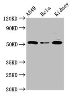Invitrogen FICD Polyclonal Antibody 100 &mu;g; Unconjugated:Antibodies,