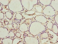Invitrogen CEP44 Polyclonal Antibody 100 &mu;L | Buy Online | Invitrogen&trade; | Fisher Scientific