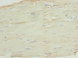 Invitrogen SH3BGRL3 Polyclonal Antibody 100 &mu;g; Unconjugated:Antibodies,
