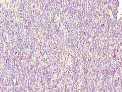 Invitrogen SH3BGRL3 Polyclonal Antibody 100 &mu;g; Unconjugated:Antibodies,