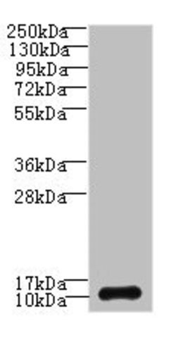 Invitrogen SH3BGRL3 Polyclonal Antibody 100 &mu;g; Unconjugated:Antibodies,