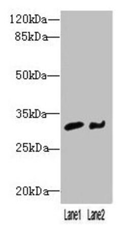 Invitrogen NIT2 Polyclonal Antibody 100 &mu;g; Unconjugated:Antibodies,