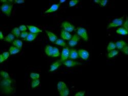 Invitrogen PRDM11 Polyclonal Antibody 100 &mu;g; Unconjugated:Antibodies,