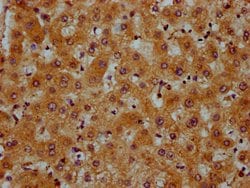 Invitrogen PRDM11 Polyclonal Antibody 100 &mu;g; Unconjugated:Antibodies,