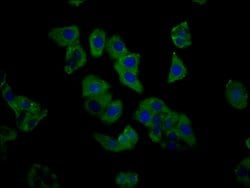 Invitrogen C1GALT1 Polyclonal Antibody 100 &mu;g; Unconjugated:Antibodies,