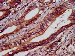 Invitrogen C1GALT1 Polyclonal Antibody 100 &mu;g; Unconjugated:Antibodies,
