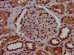 Invitrogen C1GALT1 Polyclonal Antibody 100 &mu;g; Unconjugated:Antibodies,