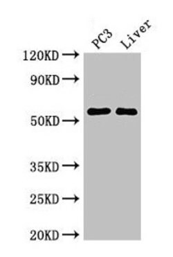 Invitrogen FARSB Polyclonal Antibody 100 &mu;g; Unconjugated:Antibodies,