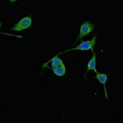 Invitrogen RMND1 Polyclonal Antibody 100 &mu;g; Unconjugated:Antibodies,
