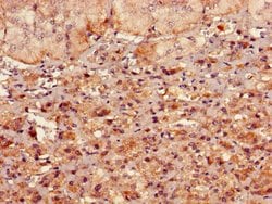 Invitrogen RMND1 Polyclonal Antibody 100 &mu;g; Unconjugated:Antibodies,