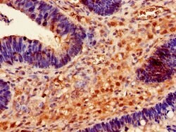 Invitrogen RMND1 Polyclonal Antibody 100 &mu;g; Unconjugated:Antibodies,