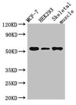 Invitrogen RMND1 Polyclonal Antibody 100 &mu;g; Unconjugated:Antibodies,
