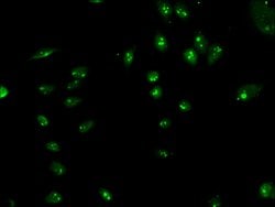 Invitrogen LYAR Polyclonal Antibody 100 &mu;g; Unconjugated:Antibodies,