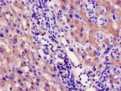 Invitrogen CYP39A1 Polyclonal Antibody 100 &mu;g; Unconjugated:Antibodies,