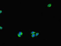 Invitrogen UVRAG Polyclonal Antibody 100 &mu;g; Unconjugated:Antibodies,