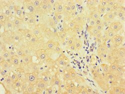 Invitrogen UVRAG Polyclonal Antibody 100 &mu;g; Unconjugated:Antibodies,