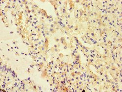 Invitrogen UVRAG Polyclonal Antibody 100 &mu;g; Unconjugated:Antibodies,