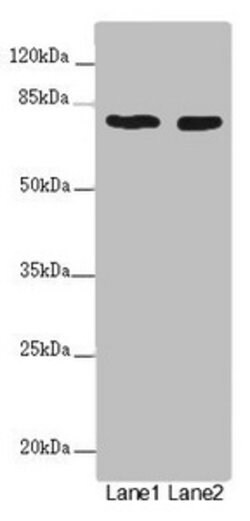 Invitrogen UVRAG Polyclonal Antibody 100 &mu;g; Unconjugated:Antibodies,