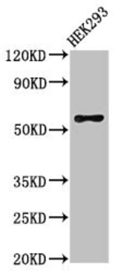 RBPJL Polyclonal Antibody:Antibodies, Polyclonal