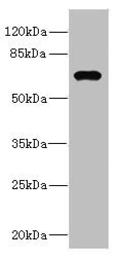 Invitrogen NRBP Polyclonal Antibody 100 &mu;L; Unconjugated:Anticorps,
