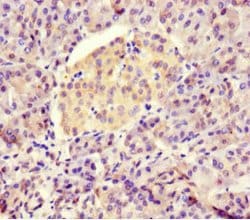 Invitrogen BTNL2 Polyclonal Antibody 100 &mu;g; Unconjugated:Antibodies,
