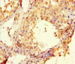 Invitrogen BTNL2 Polyclonal Antibody 100 &mu;g; Unconjugated:Antibodies,