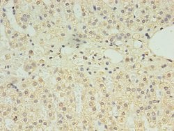 Invitrogen CLPB Polyclonal Antibody 100 μg; Unconjugated:Antibodies,
