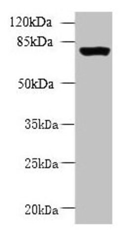 Invitrogen CLPB Polyclonal Antibody 100 μg; Unconjugated:Antibodies,