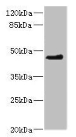 Invitrogen OSGEPL1 Polyclonal Antibody 100 &mu;L; Unconjugated:Antibodies,