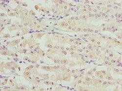 Invitrogen RIBC2 Polyclonal Antibody 100 &mu;g; Unconjugated:Antibodies,