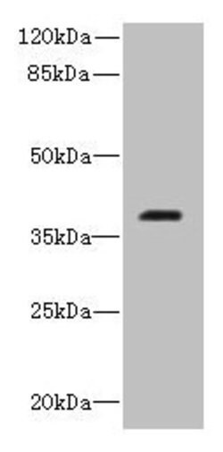 Invitrogen RIBC2 Polyclonal Antibody 100 &mu;g; Unconjugated:Antibodies,