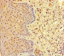 Invitrogen EHD1 Polyclonal Antibody 100 &mu;g; Unconjugated:Antibodies,