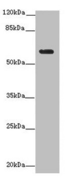 Invitrogen EHD1 Polyclonal Antibody 100 &mu;g; Unconjugated:Antibodies,