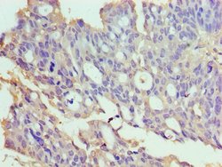 Invitrogen TrxR2 Polyclonal Antibody 100 &mu;L; Unconjugated:Antibodies,
