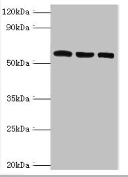 Invitrogen TrxR2 Polyclonal Antibody 100 &mu;L; Unconjugated:Antibodies,
