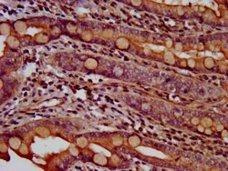 Invitrogen TMEM16B Polyclonal Antibody 100 &mu;g; Unconjugated:Antibodies,