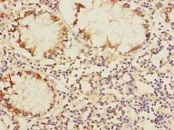 Invitrogen DUSP16 Polyclonal Antibody 100 &mu;L; Unconjugated:Antibodies,
