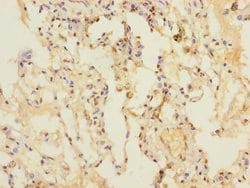 Invitrogen DUSP16 Polyclonal Antibody 100 &mu;L; Unconjugated:Antibodies,