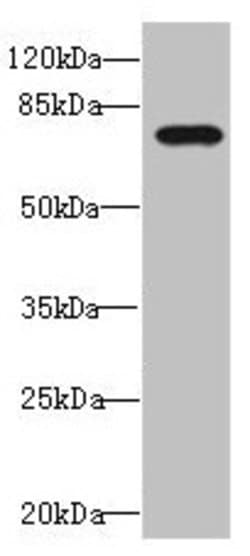 Invitrogen DUSP16 Polyclonal Antibody 100 &mu;L; Unconjugated:Antibodies,