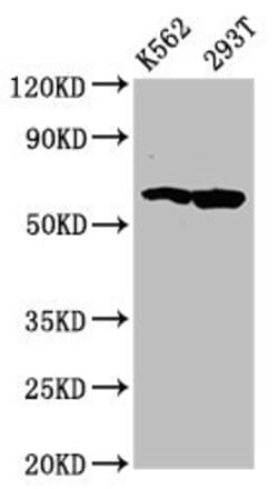 Invitrogen FAM83D Polyclonal Antibody 100 &mu;g; Unconjugated:Antibodies,