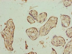 Invitrogen PLCXD1 Polyclonal Antibody 100 &mu;g; Unconjugated:Antibodies,