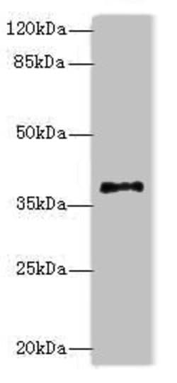 Invitrogen PLCXD1 Polyclonal Antibody 100 &mu;g; Unconjugated:Antibodies,
