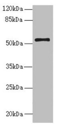 NLE1 Polyclonal Antibody:Antibodies, Polyclonal