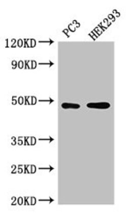 Invitrogen ACTR10 Polyclonal Antibody 100 &mu;g; Unconjugated:Antibodies,