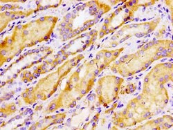 Invitrogen TBC1D14 Polyclonal Antibody 100 &mu;g; Unconjugated:Antibodies,