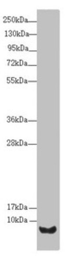 Invitrogen UCRC Polyclonal Antibody 100 &mu;L; Unconjugated:Antibodies,