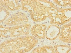 Invitrogen ASIC3 Polyclonal Antibody 100 &mu;L; Unconjugated:Antibodies,