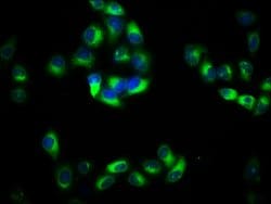 Invitrogen PACSIN2 Polyclonal Antibody 100 &mu;g; Unconjugated:Antibodies,