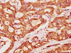 Invitrogen PACSIN2 Polyclonal Antibody 100 &mu;g; Unconjugated:Antibodies,